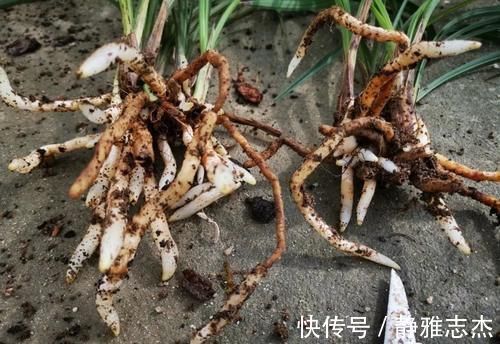 花卉|营养土的自制方法，兰友说：这样就简单了，明天开始做