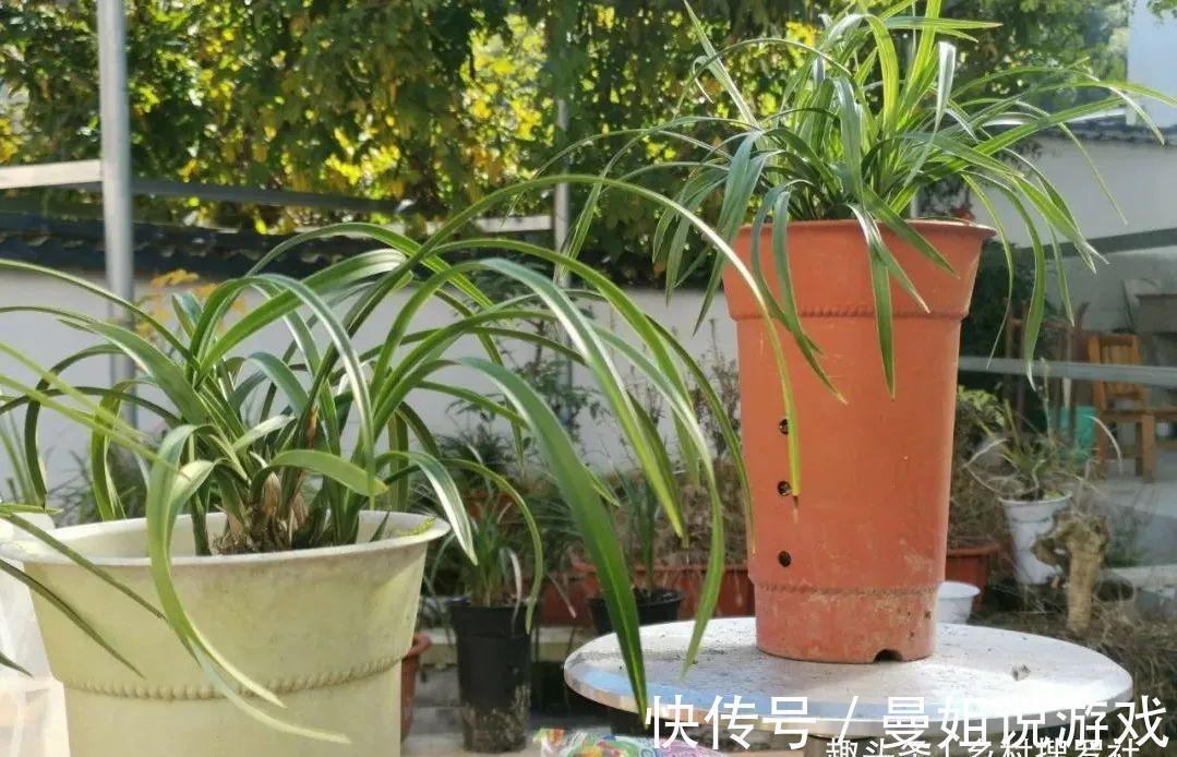 腐殖土|这样制作兰花植料,兰花不会烂根,花苞也更饱满