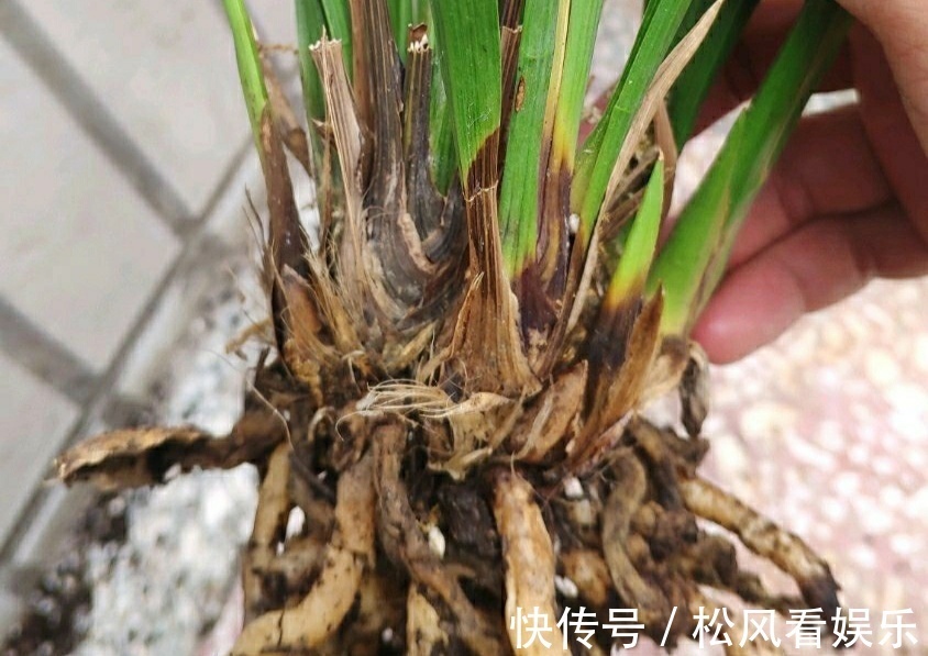 养兰花要注意秋老虎,一不小心根部就发黑,发黑原因和解决方法