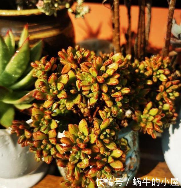 被名字耽误的“三种花”，颜值高又皮实，放角落也能自己长