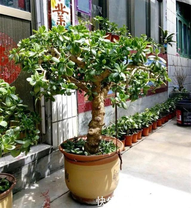 光头|10月玉树“剪光头”,20天冒出“一堆”新芽,变成老桩超漂亮