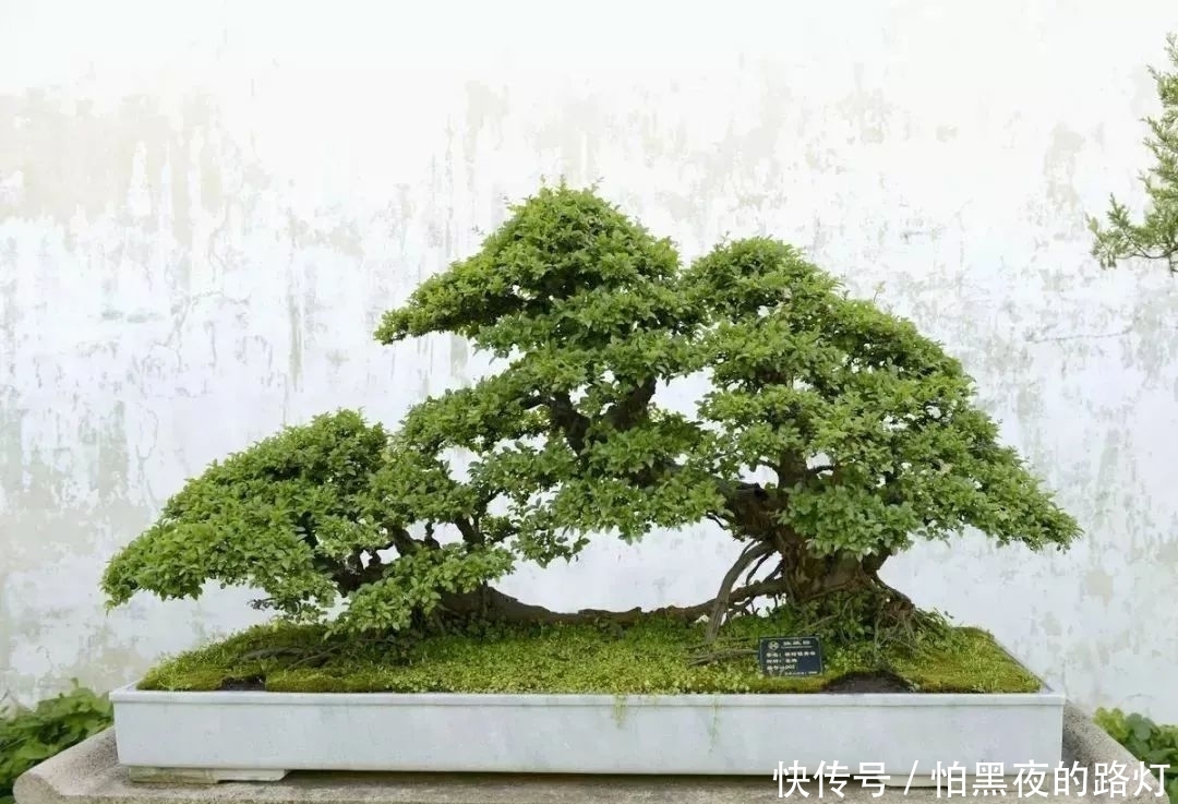 熟知雀梅习性后，临摹盆景设计案例，咱们的盆景作品指日可待！