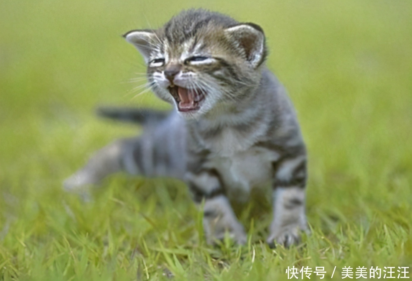 你们知道不同的喵叫声,分别代表什么吗?