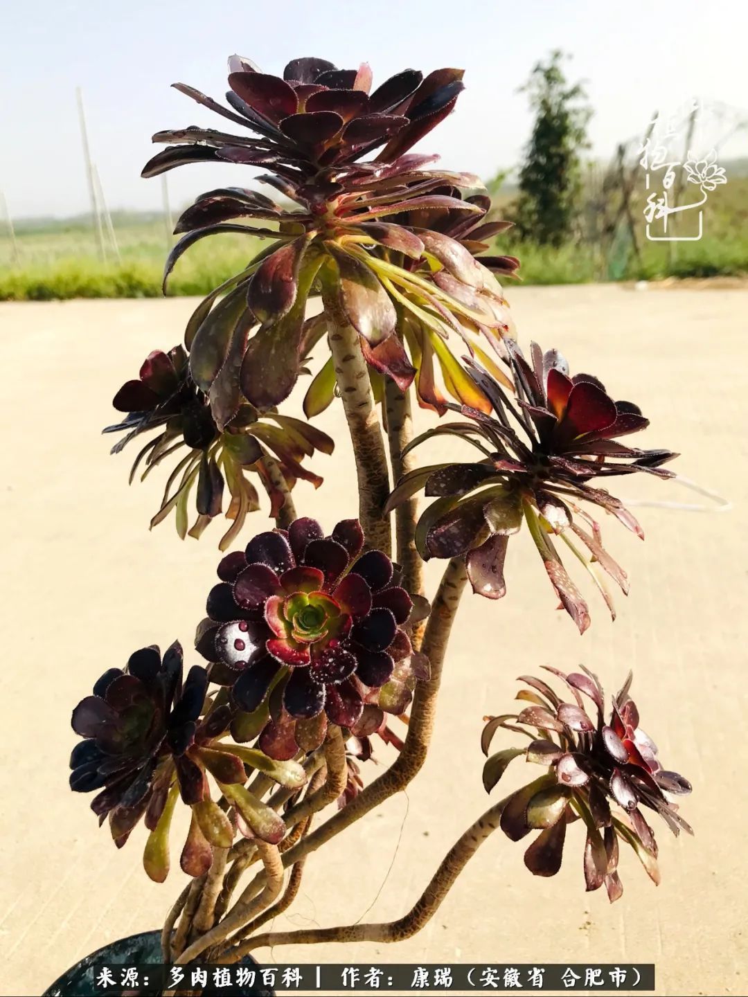 养肉之路,道阻且长,累的是身体,净的是心灵!