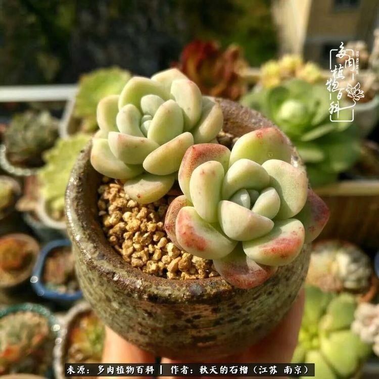 渡劫归来的肉肉,谁是谁的前世,谁又成了谁的今生