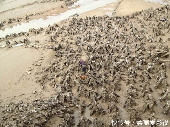 生蚝|两斤下锅不够吃,城里一个卖8元,殊不知把壳扔海里还能长