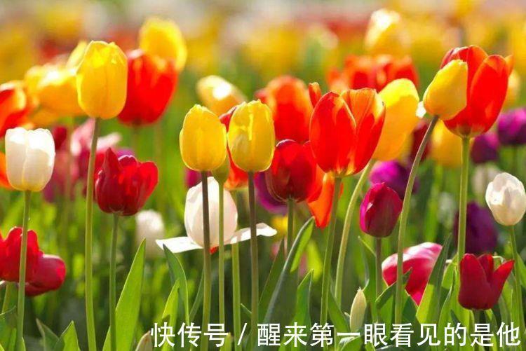 郁金香郁金香|4种花超受欢迎的,四季开花不断,阳台变成小花园,漂亮好养
