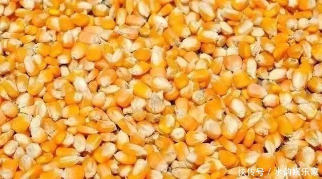 钓鱼比较费钱成本不足半瓶维它米,钓上来128斤鲫鱼