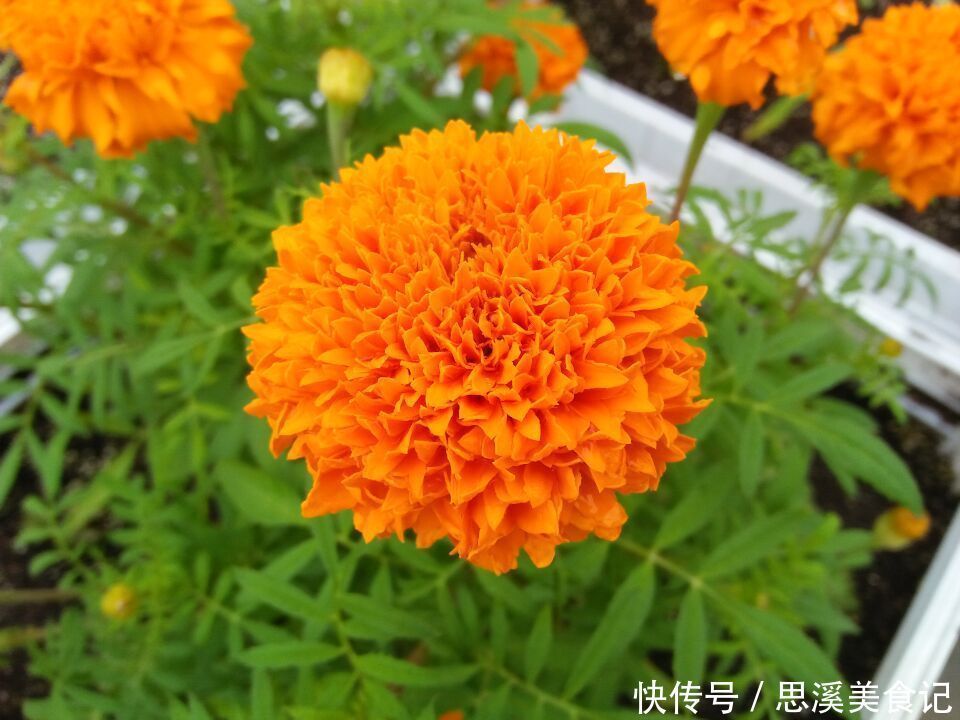 此花有着最为吉祥的寓意,花型还很大,常被用作花坛布景