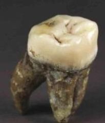 尾随|孙殿英盗清东陵时一动物尾随而来, 这只动物令慈禧死后也不得安宁