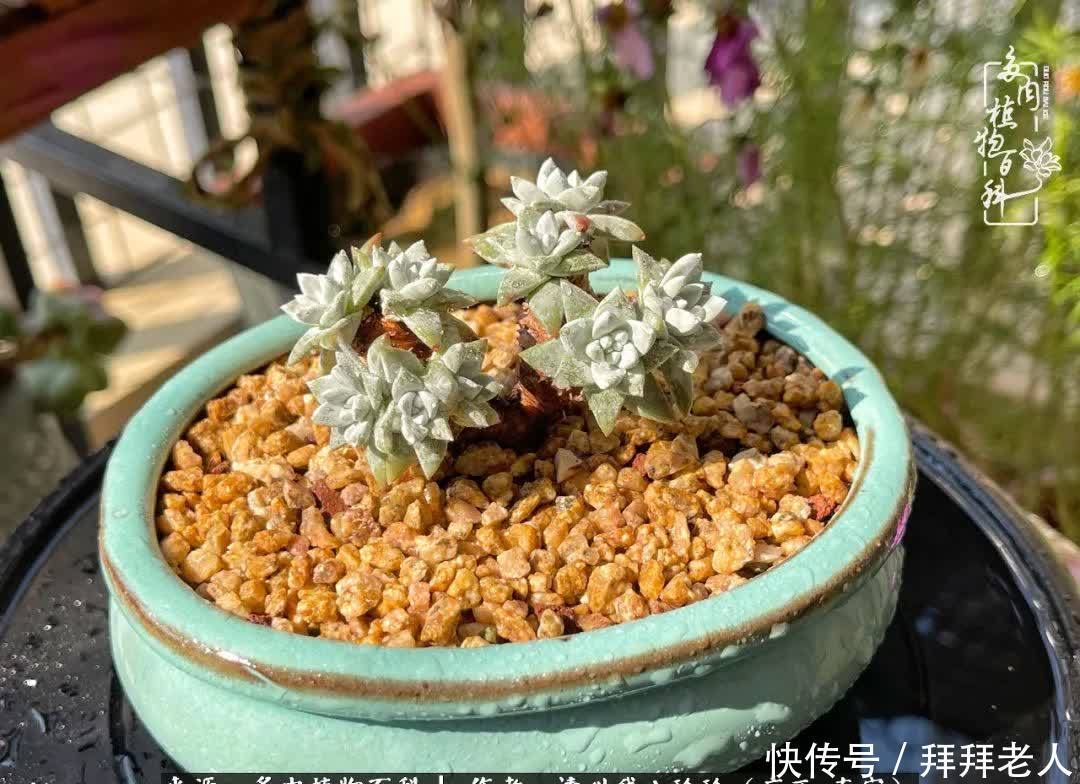 多肉与我，不负时光韶华！