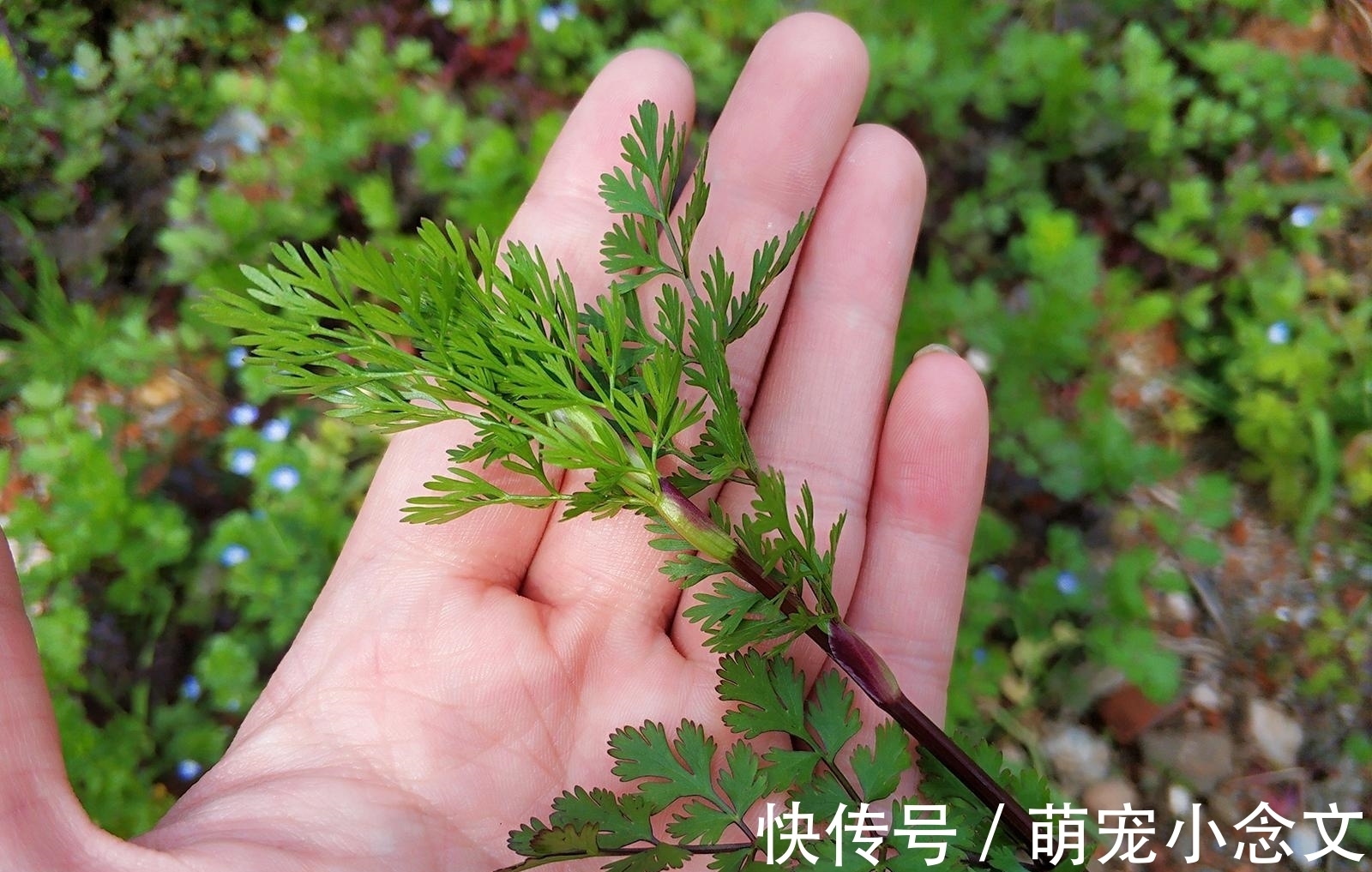 味道|味道很难闻,却有很多人采摘,用来包饺子是一绝,见到可别错过