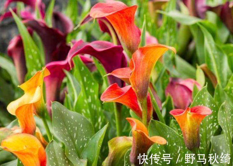 水果香|阳台养上“4种花”，花色多、花期长，美得倾国倾城，绚丽多彩
