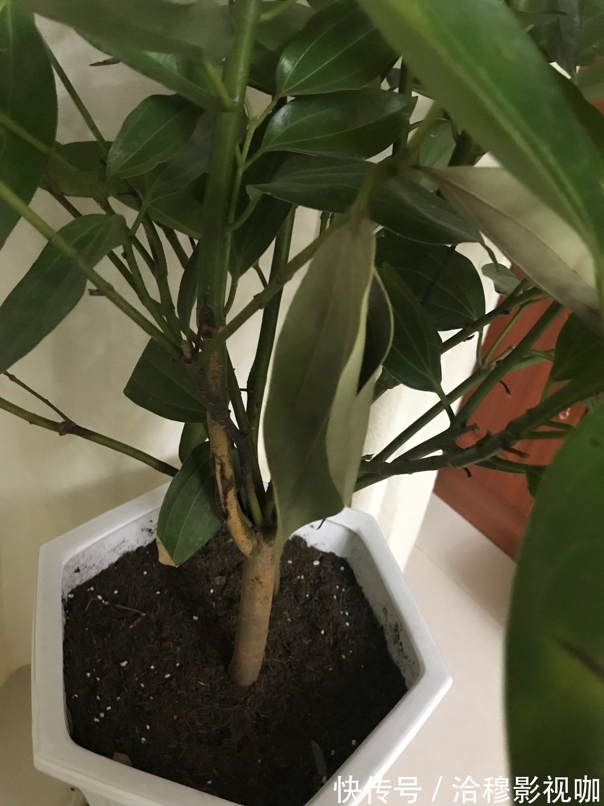 养护|6种“生财花”,夏季养家里,“浇水”要注意,要不黄叶、烂根