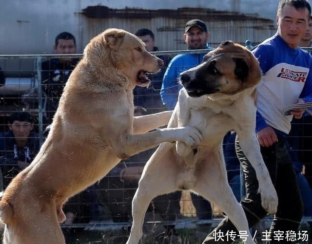 小孩子|血腥斗狗比赛再在吉尔吉斯斯坦进行,小孩子在一旁、拿手机拍照
