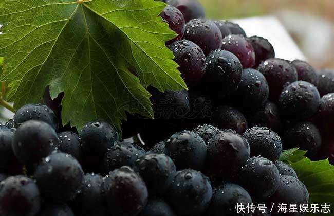 洗葡萄时,用盐水洗等于吃虫卵,农民朋友教你3招,虫卵偷偷溜走