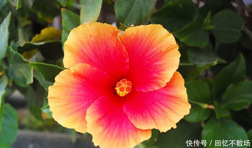 为了一盆花，家人关系彻底破裂，花有什么错？