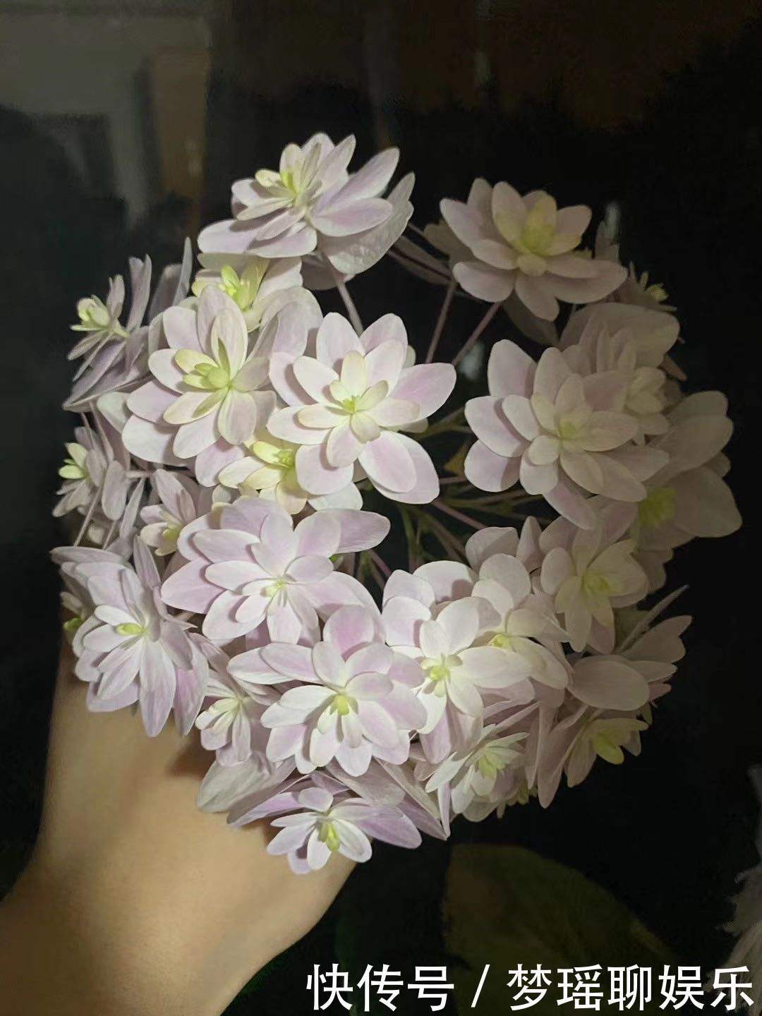 养绣球花不难，掌握6个要点，花球又大又鲜艳！