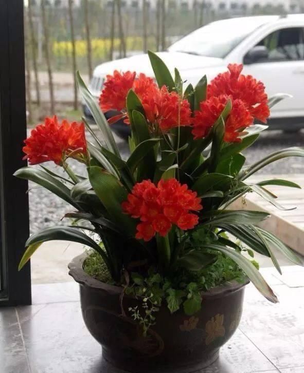 花卉换盆,4大“禁区”不要碰,否则黄叶掉花苞,换一盆死一盆