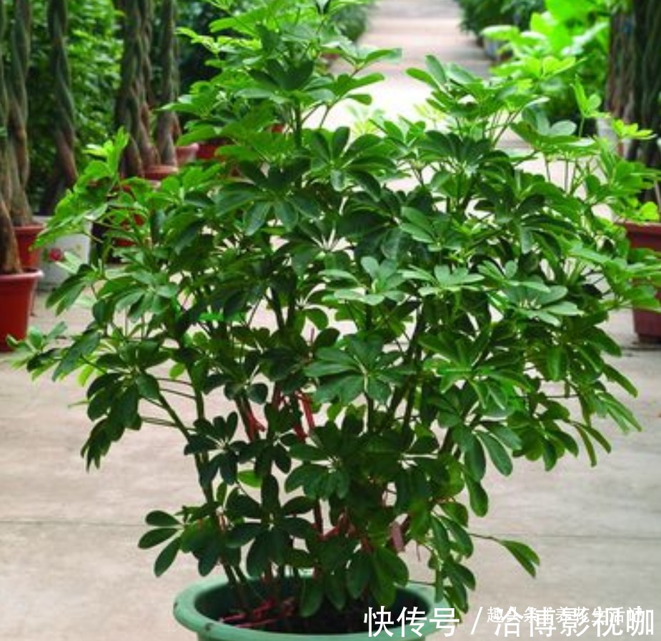 叶子|室内养鸭掌木,坚持做好“4个”关键,叶子四季“青翠”侧芽多
