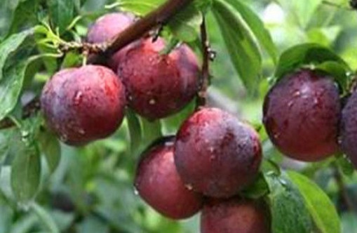 药用|想长寿要会吃，多吃的食物，降压减脂，净化血管，有益健康