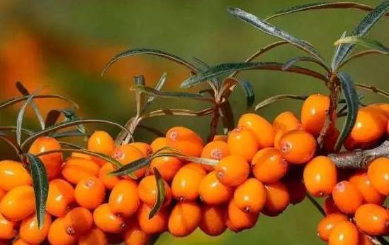 鸡内金|医生呼吁停止食用,比地沟油还伤脾胃,提醒家长:尽早撤下桌