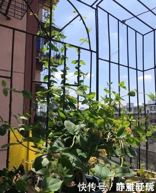 如何给屋里“添香”，3种植物随便选一种就可以，出门身上带香气