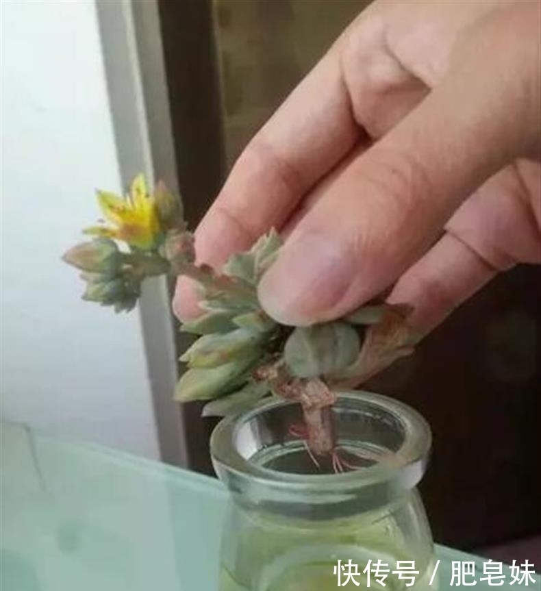 水培多肉|多肉还可水培?多肉土培转水培,快速生根方法全在这儿~