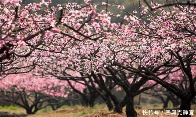 先秦|诗经桃花，桃之夭夭，灼灼其华，夭夭是什么意思？