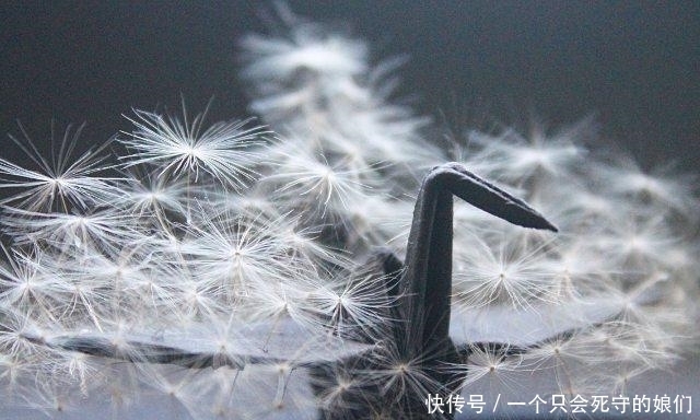 惊艳|男子每天折一纸鹤 1000天后作品惊艳众人