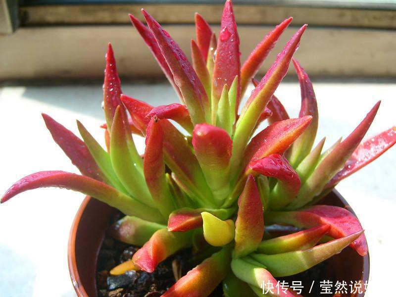 适合新手价格便宜又萌又好养的多肉,看了一眼就想剁手了