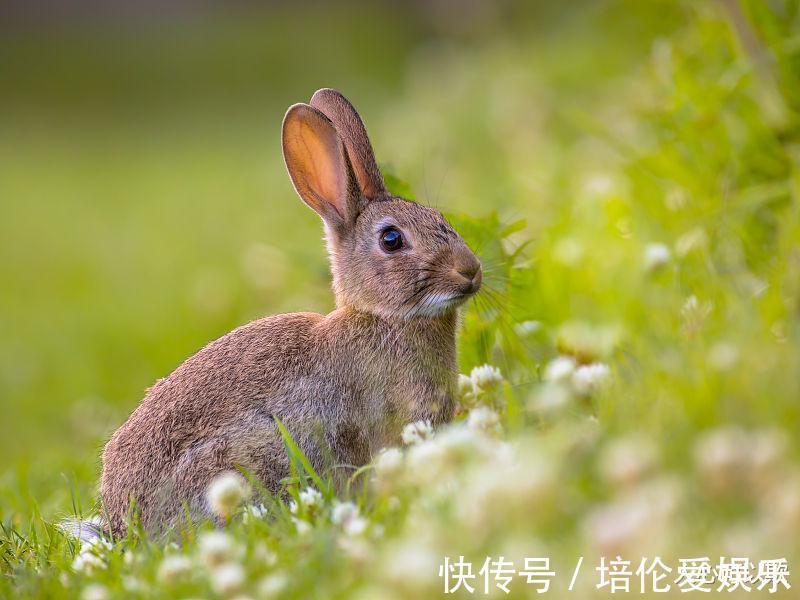 敏税|生肖属兔人，8月下旬贵人踏破你家门槛，要好好把握机会