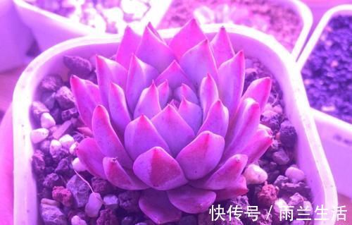 冬季给多肉补光的方式有哪些？建议露养为佳，无条件露养则使用补光灯