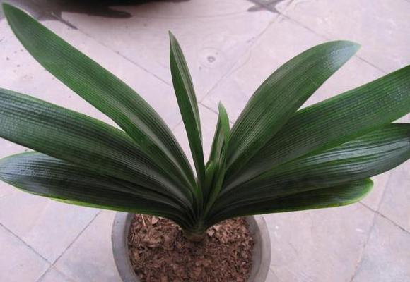 怎么才能拥有天价盆栽君子兰这么操作,一片叶子就够了