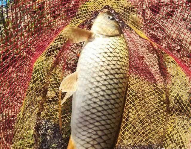 钓鲫鱼却总遇到鲤鱼?春季野钓这样搭配线组,才能大小兼收