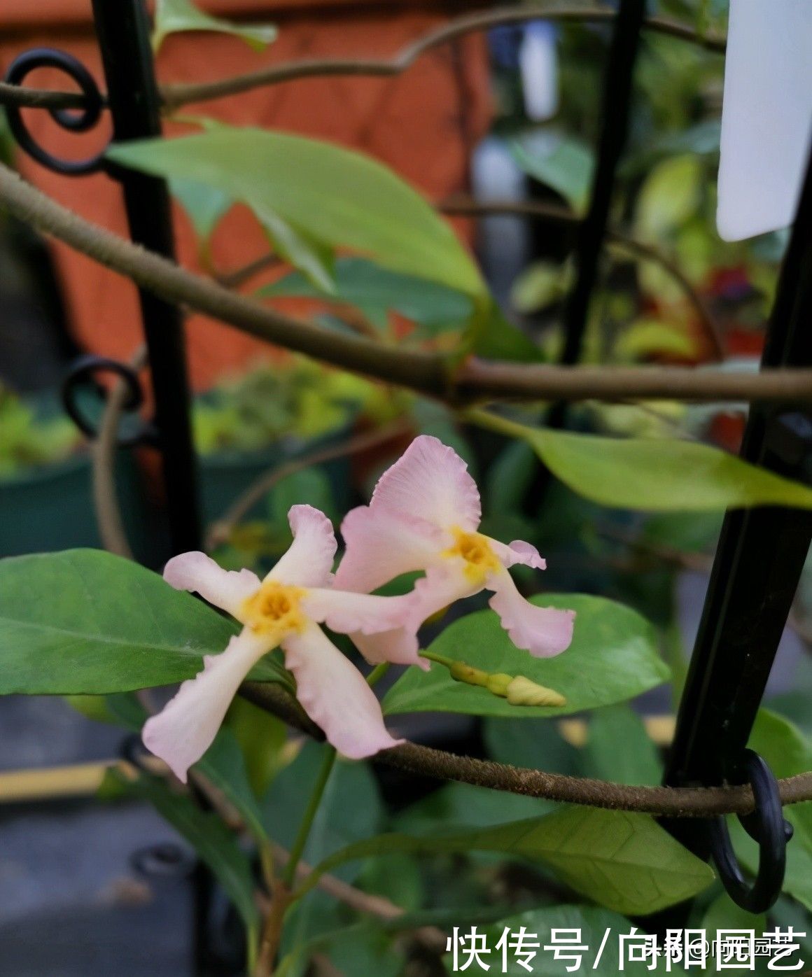 茉莉|这种茉莉花，花开得像风车，花瓣指甲大，花瓣香味四溢，很好闻