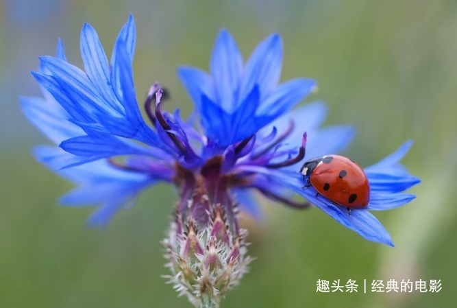 此花色彩清丽花型优美,细致可爱清新幽雅,是代表幸福的花卉