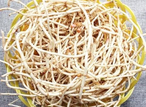 身体不适|鱼腥草是“天然抗生素”？4个好处被认可，但3类人要远离