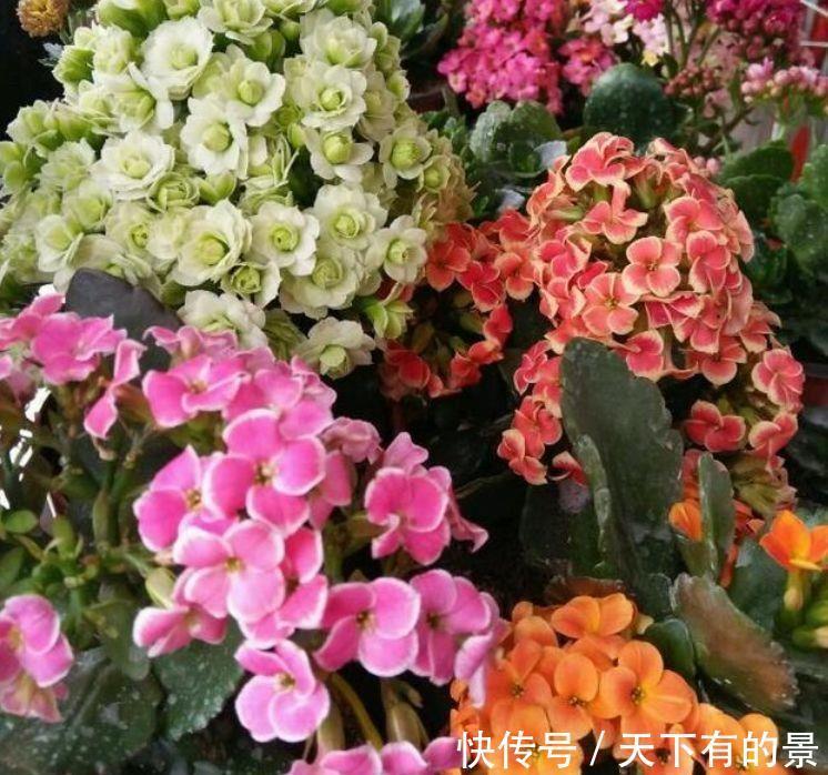 光照|农历7月4日开始,居家养这几款植物,花开还有清香,放阳台美极了