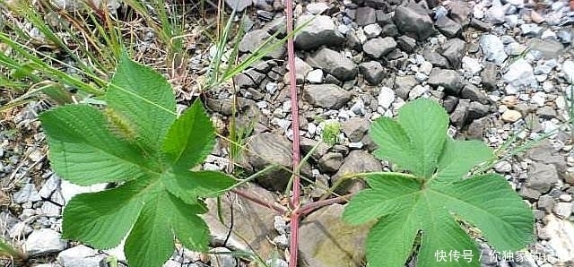 此物若长在您家路旁,切勿除掉,要重视