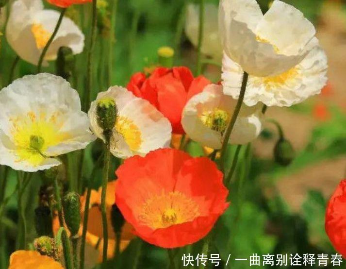 4种花好养又漂亮，比玫瑰美，比绿萝好养，花开不断怒放全年