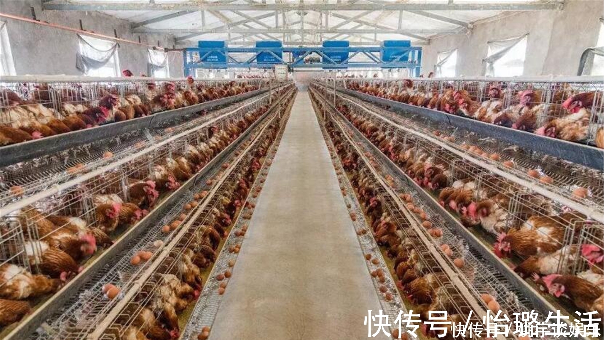 越绝书$农村土鸡“跌落神坛”，为何现在城里人，对农村土鸡没兴趣了？