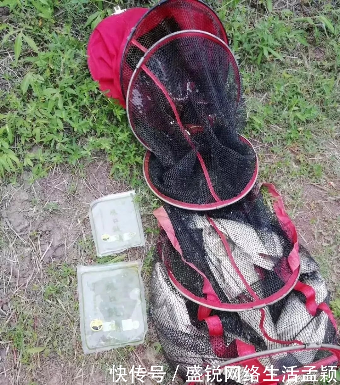 鲢鳙|钓鲢鳙用手竿拉鱼才带劲,这几点做好,不是你拉鱼,就是鱼拉你