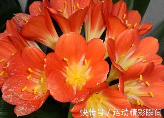 开花|君子兰多年不开花,可能是缺了这种肥