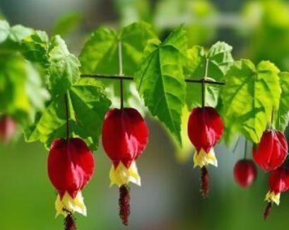 别再养绿萝吊兰了,此花好养易垂盆,吊着养开成花瀑布,四季开花