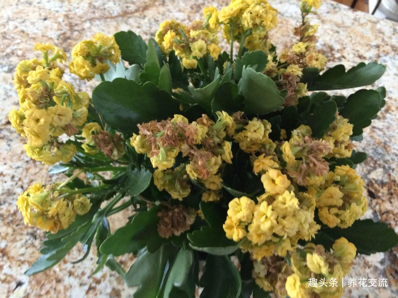 缓释肥|室内盆栽长寿花开花指南，光照比肥料还重要，想要复花要学会修剪