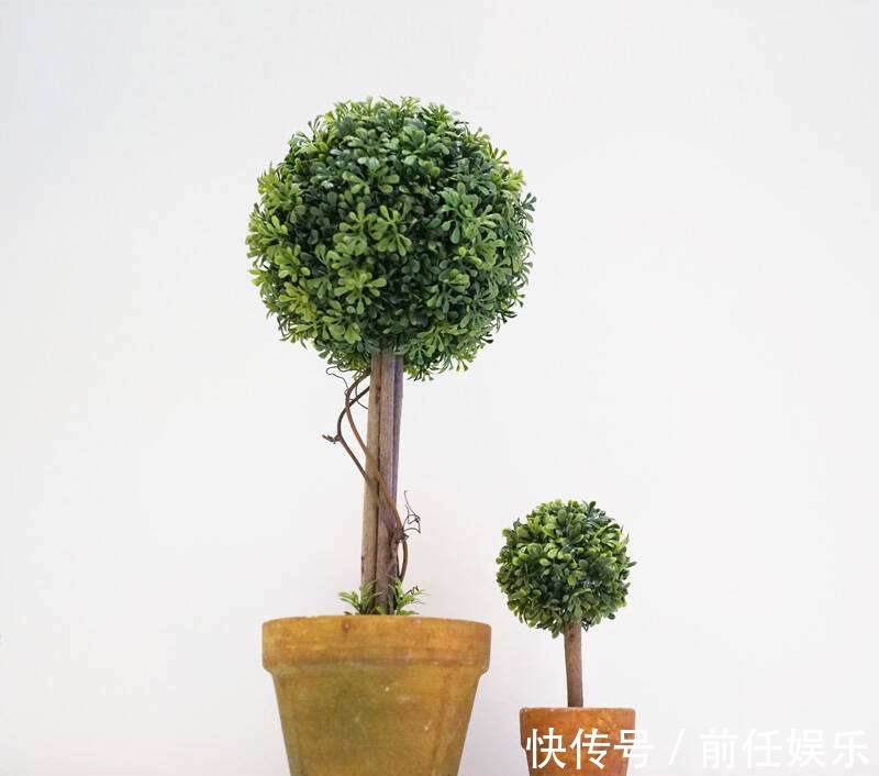 花都不会买,还谈什么养,教你买到正经靠谱的花花草草!