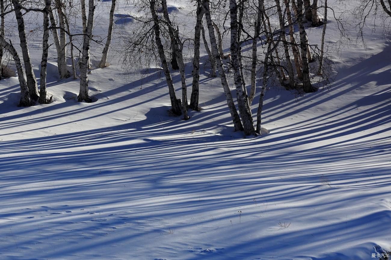 童话世界|【爱卡踏青季】穿行于乌兰布统洁白的童话世界②白桦林间