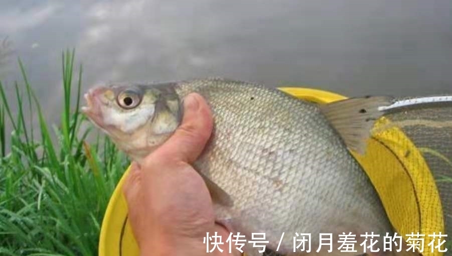 浮漂|水底有鱼没吃口?赶紧试试这3个调整方案,一般人我不说