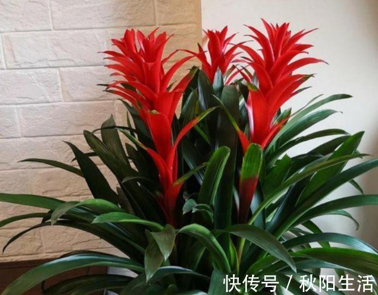 4种富贵花，添福添贵添好运，花朵迷人，阵阵花香，花朵大